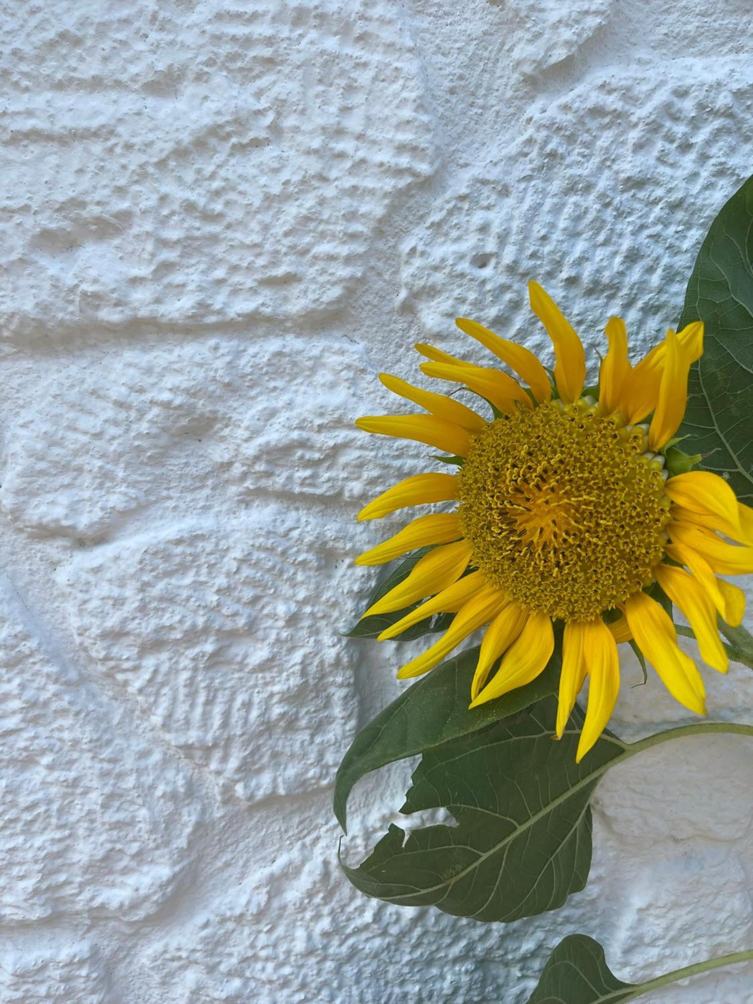 Anit Konak Alacatı Bagian luar foto